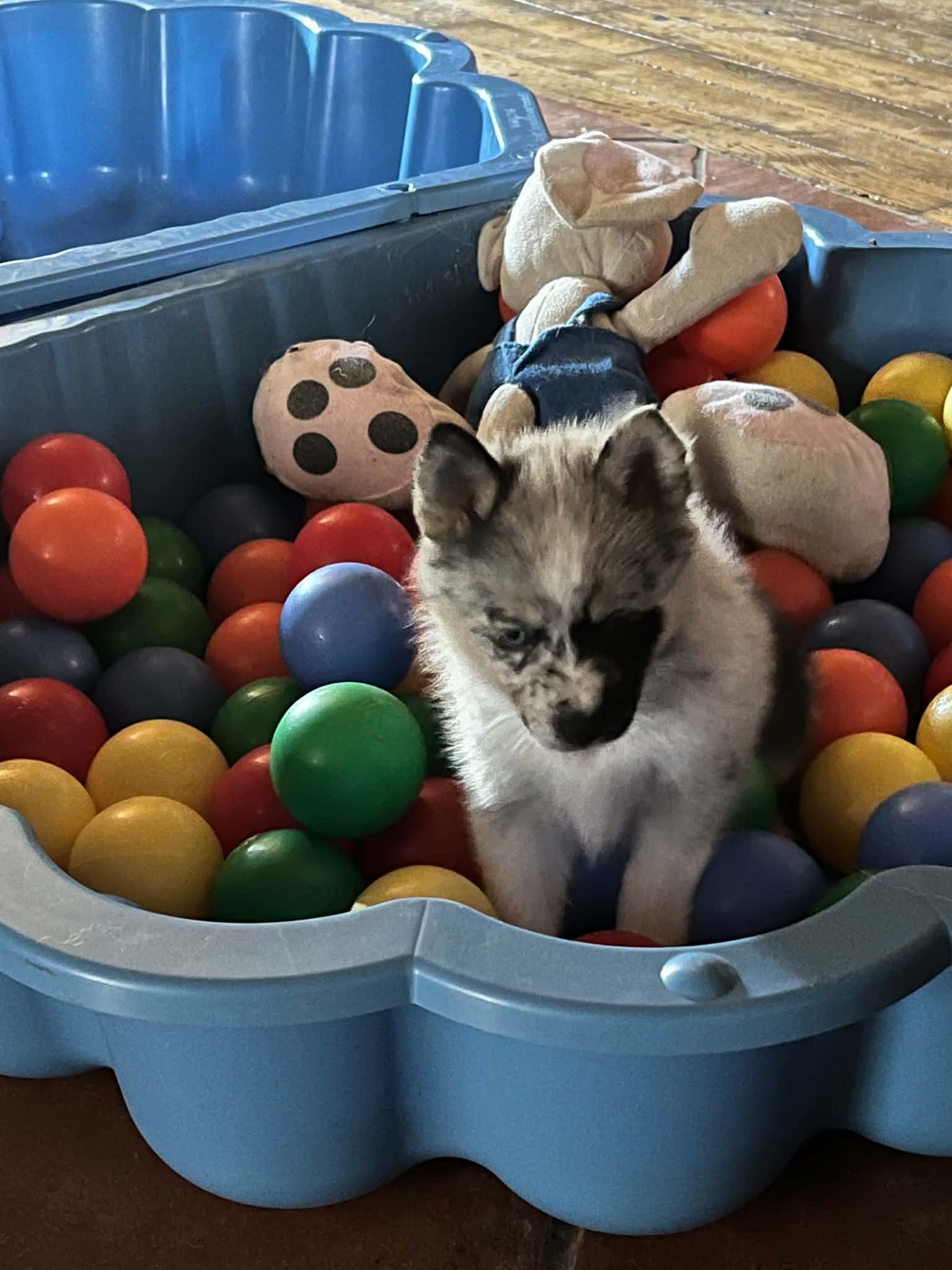 Chiot Pomsky familiarisé avec les bruits de la maison dans une piscine à balles
