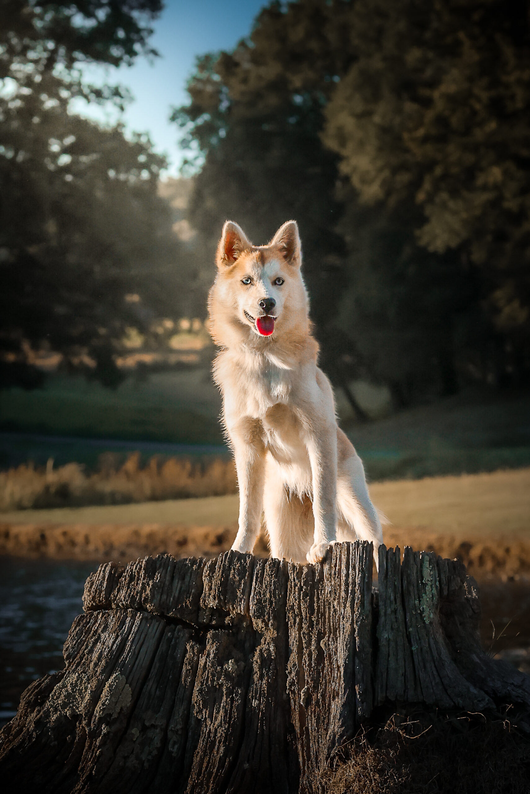 Pomsky poil polaire - Bentley