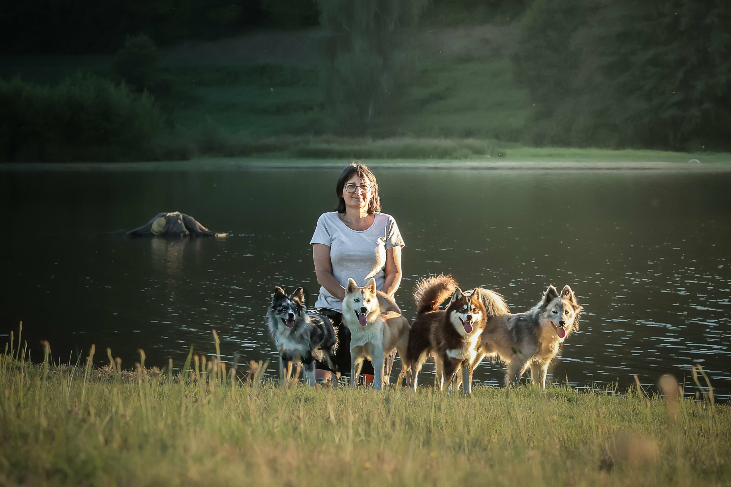 Élevage Pomsky dans le Lot et toute la France - Chantal avec le groupe Ava, Aston, Bentley, Lycan