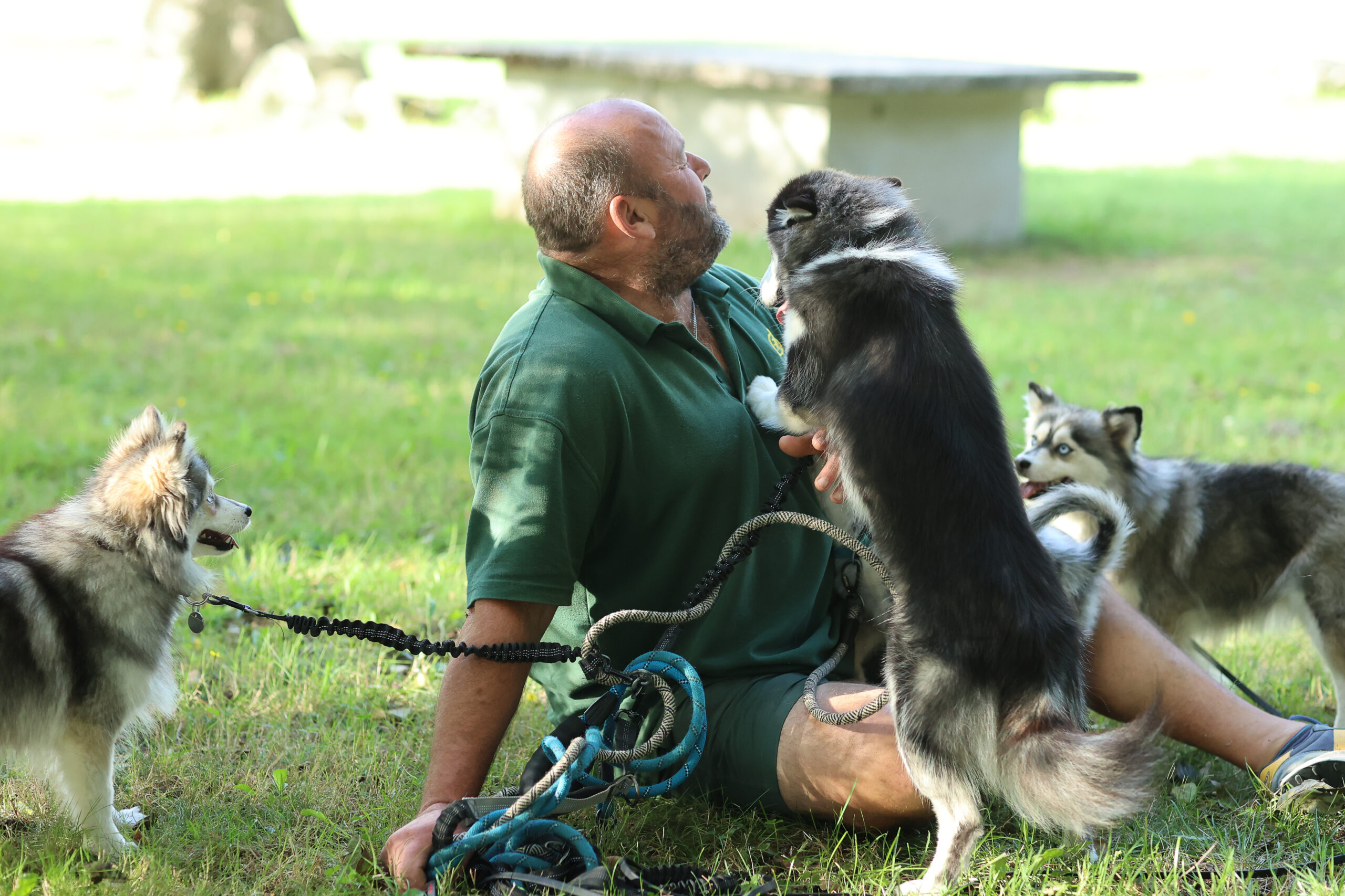 Notre vision et sélection pour notre élevage Pomsky - Chantal et Gilbert