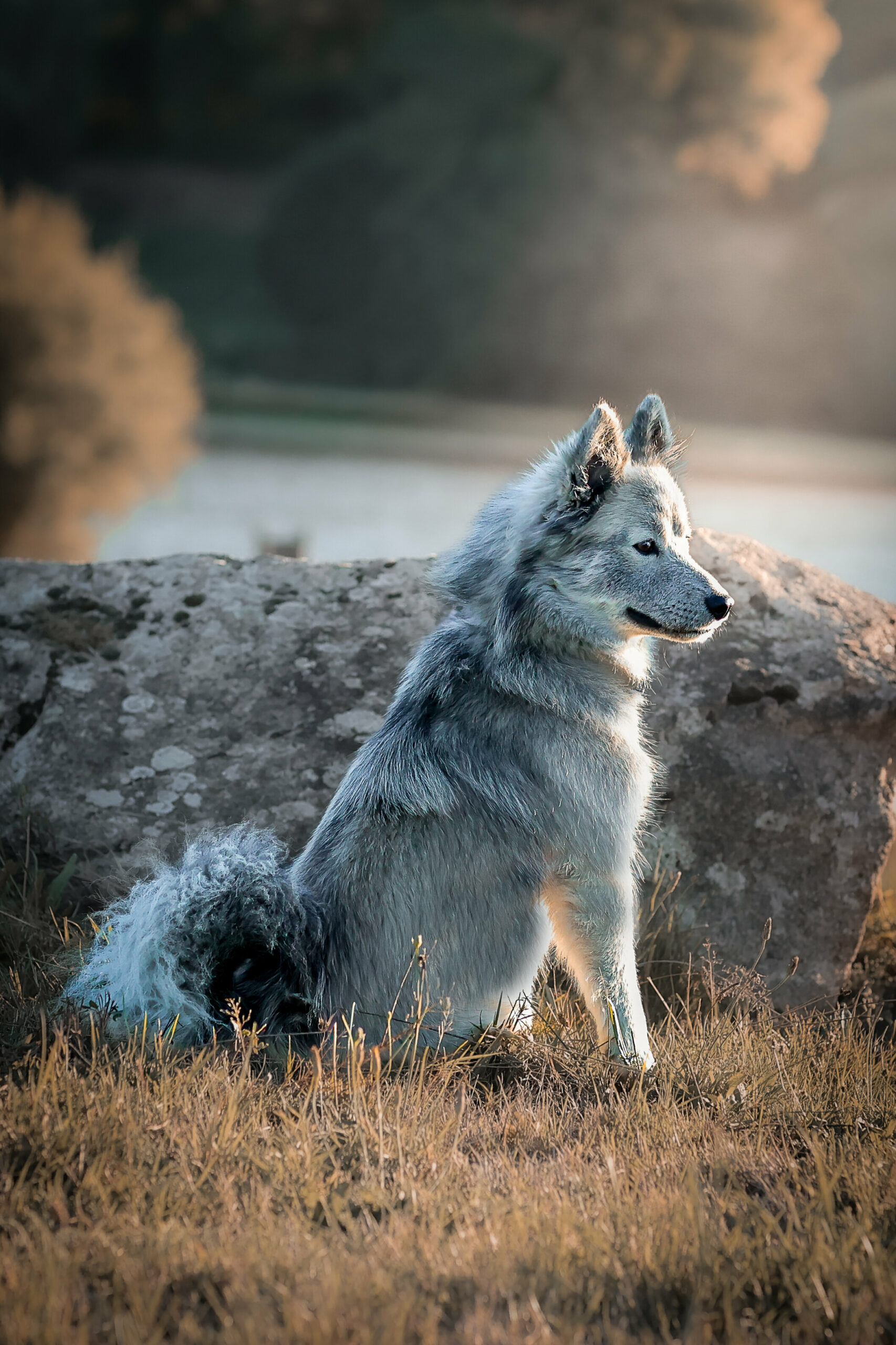 Lycan