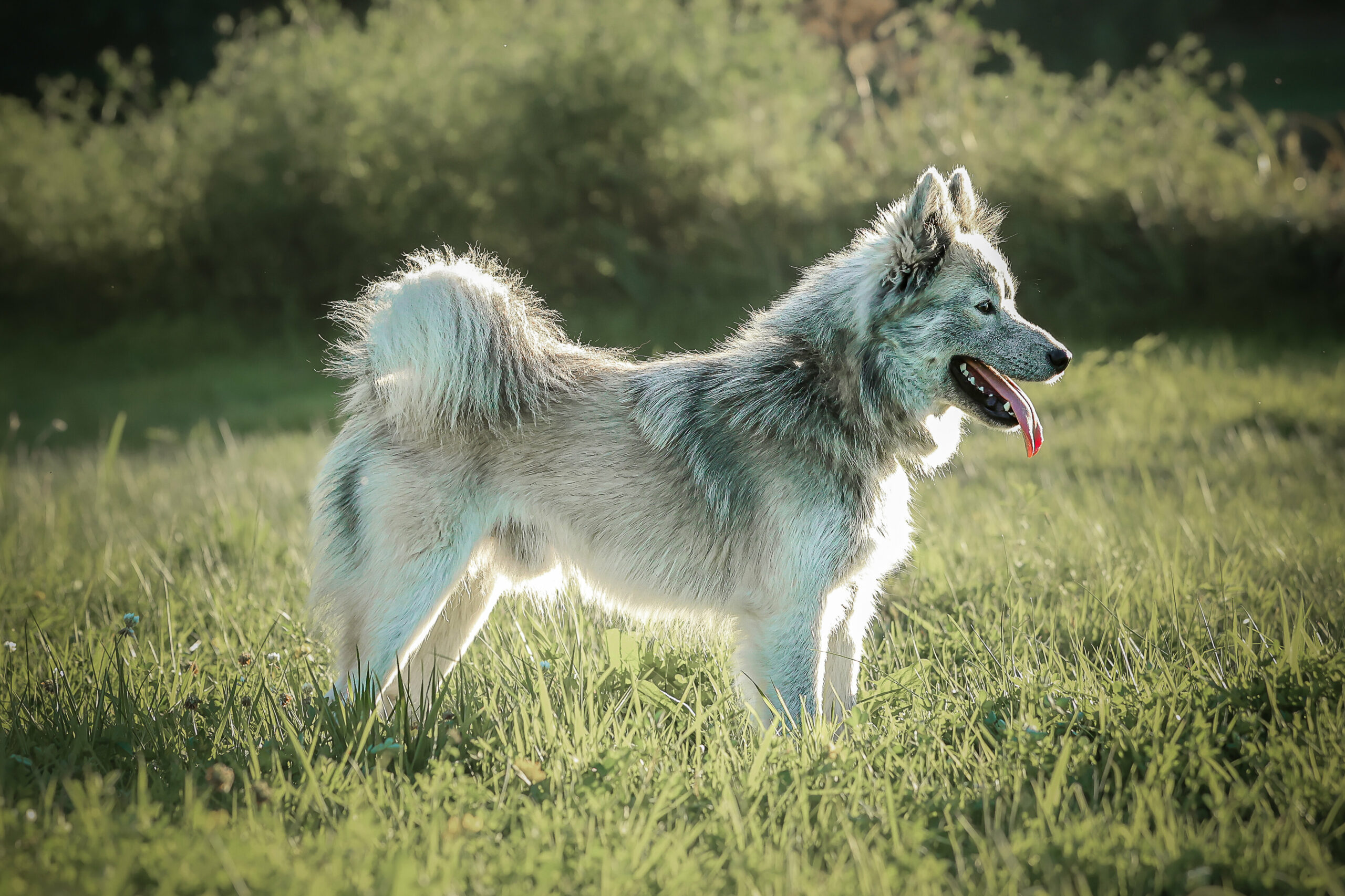 Chiot Pomsky expressif - Bentley