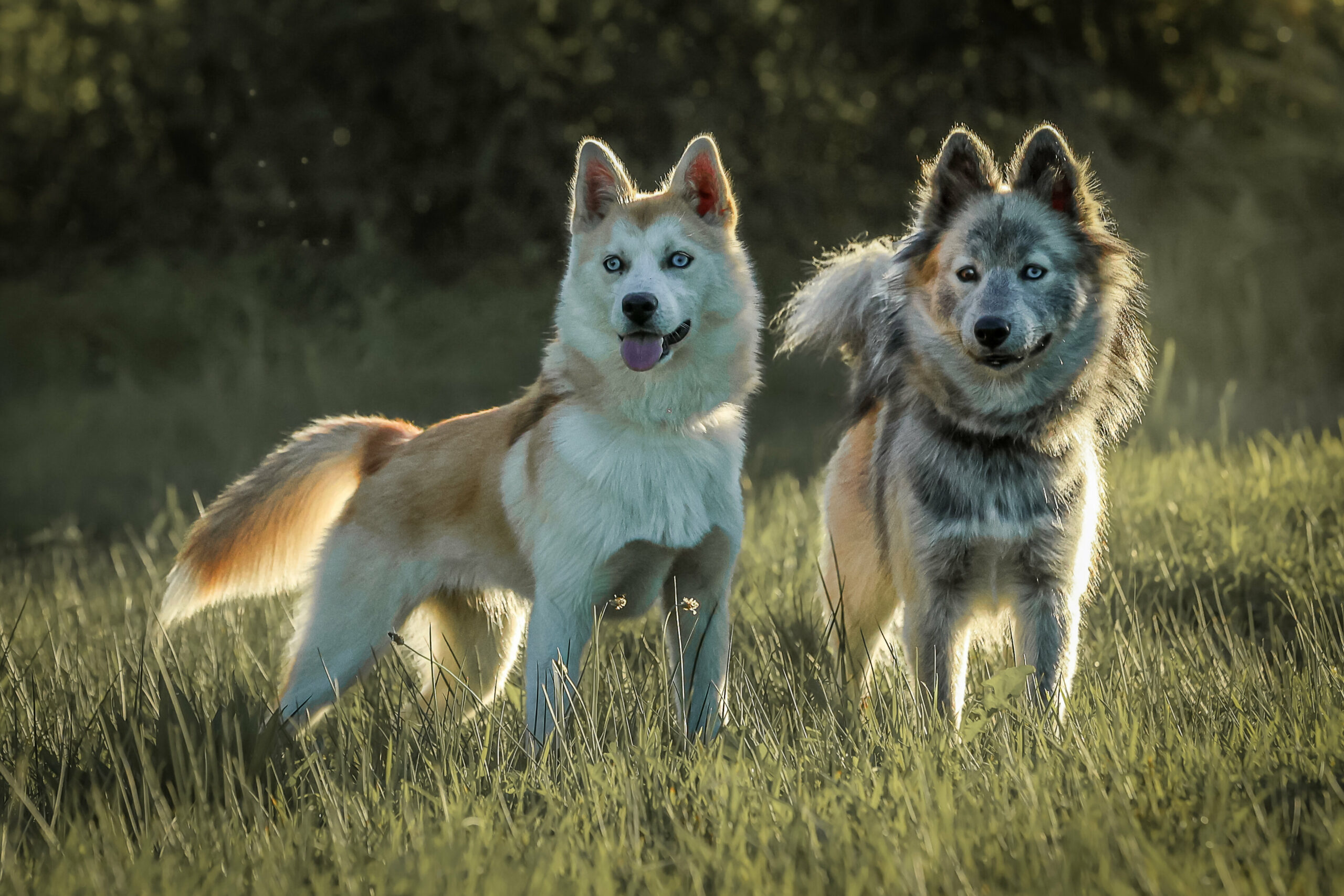 Adulte reproducteur Pomsky - Groupe Bentley, Lycan