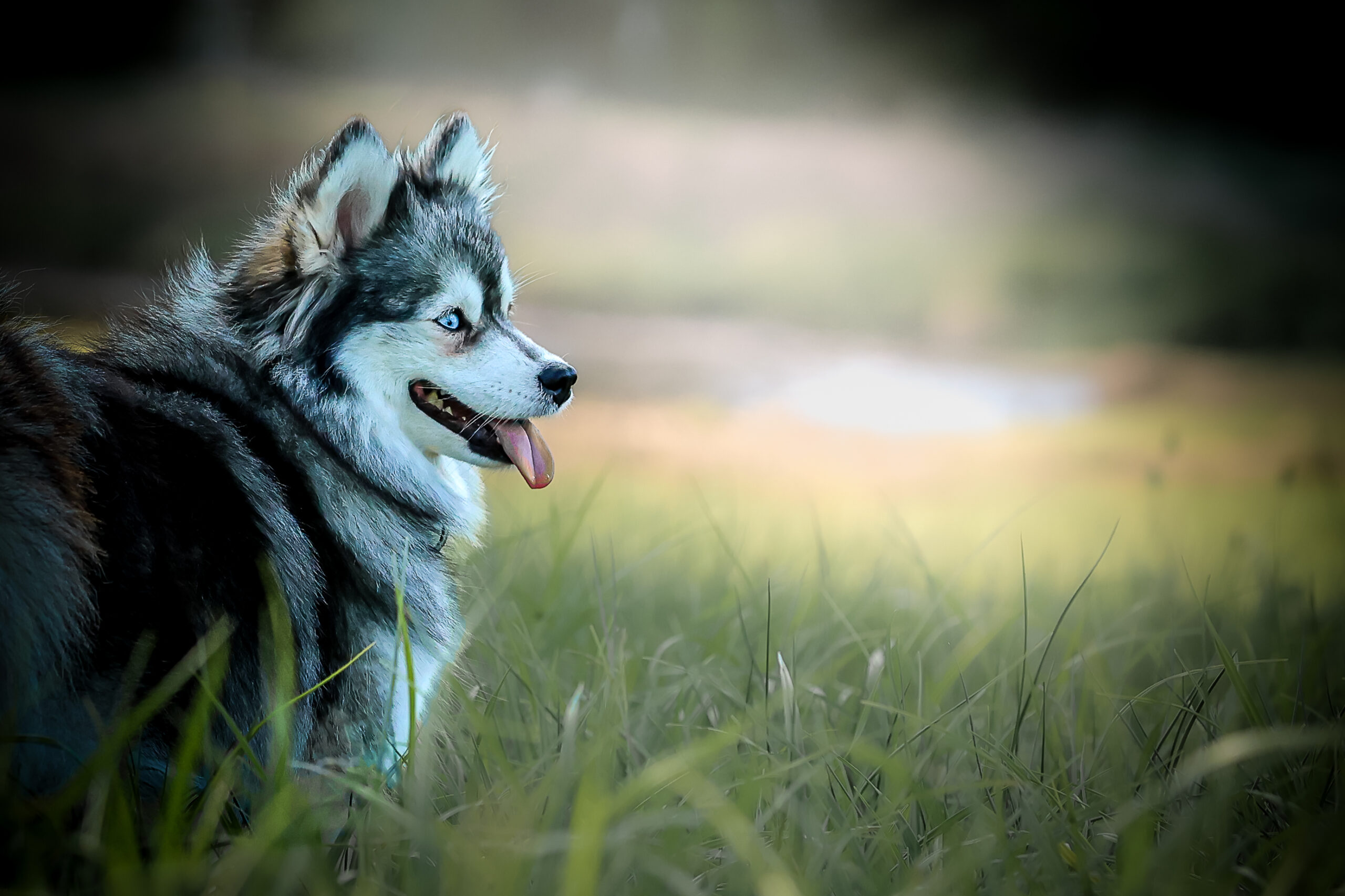 Famille avec Pomsky - Tina