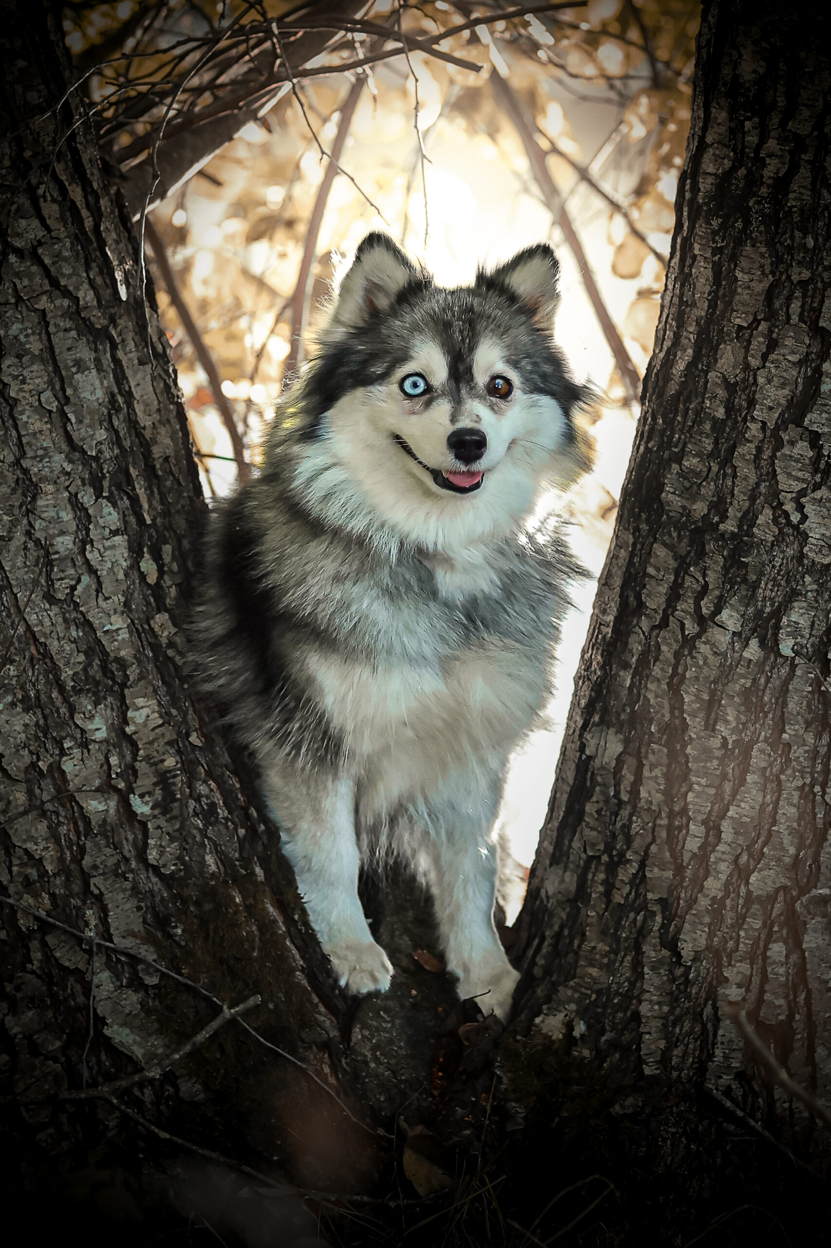 Tina - Pomsky Reproductrice