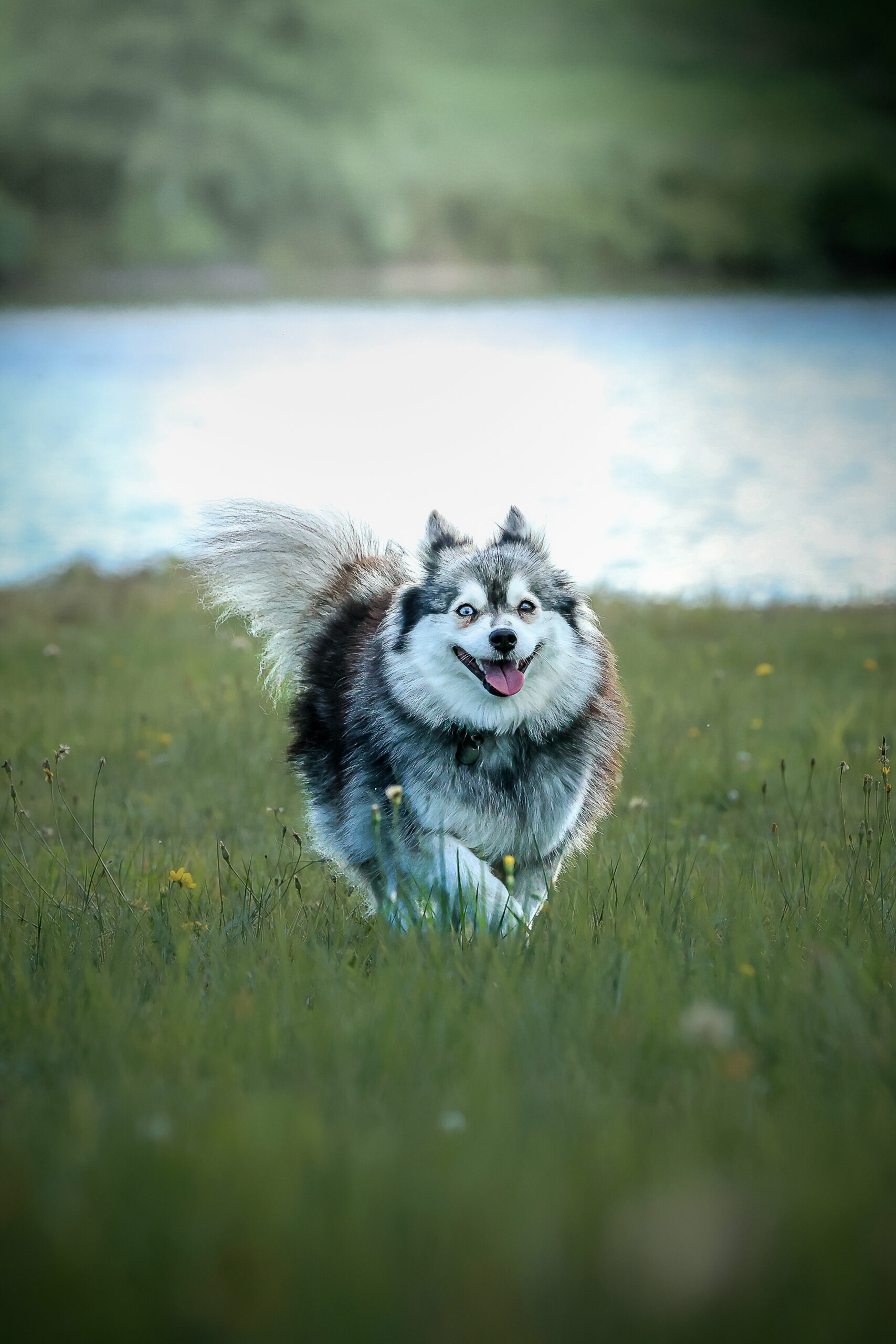 Pomsky poil wooly - Tina