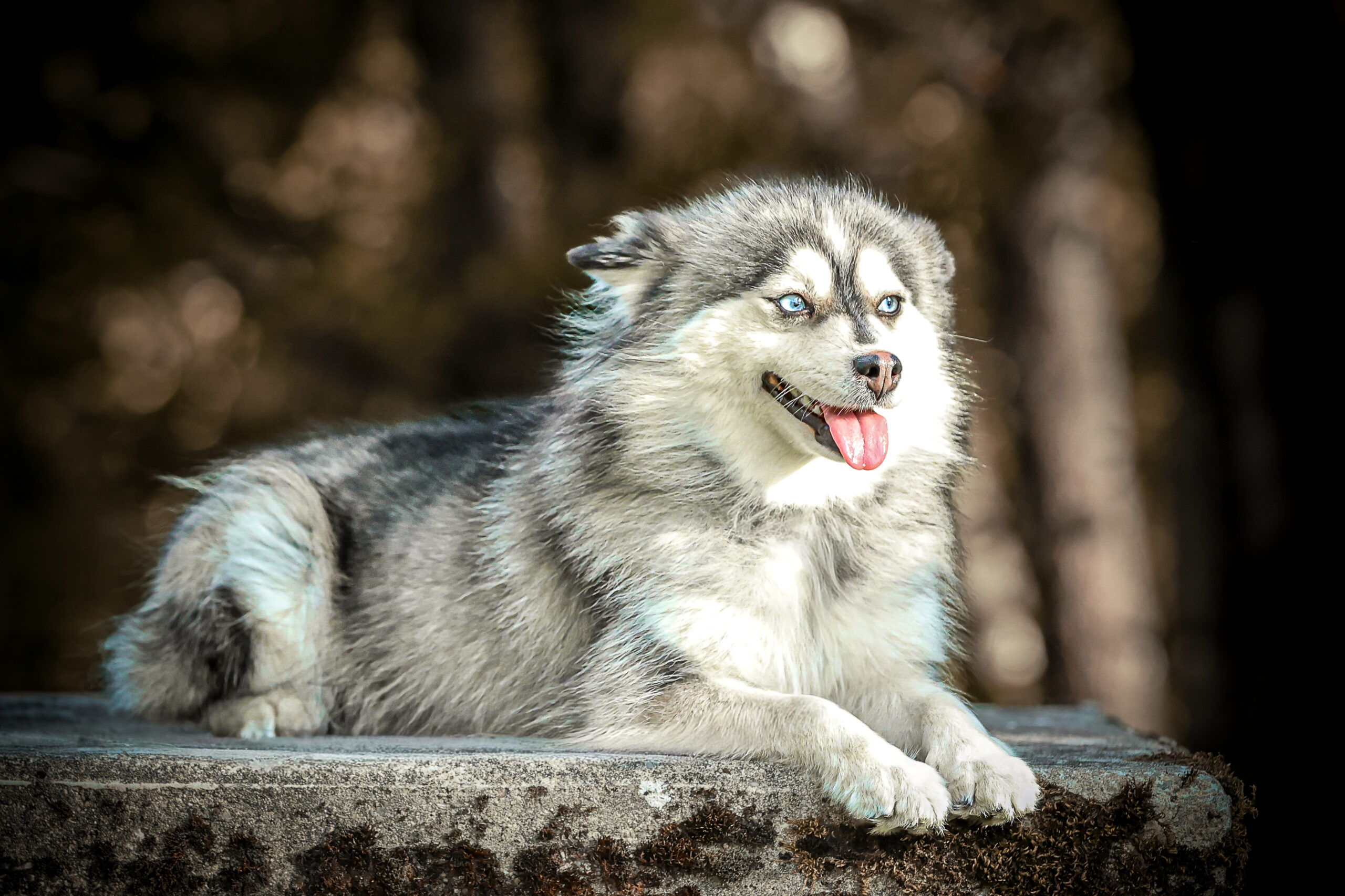 Pomsky poil fluffy - Uly